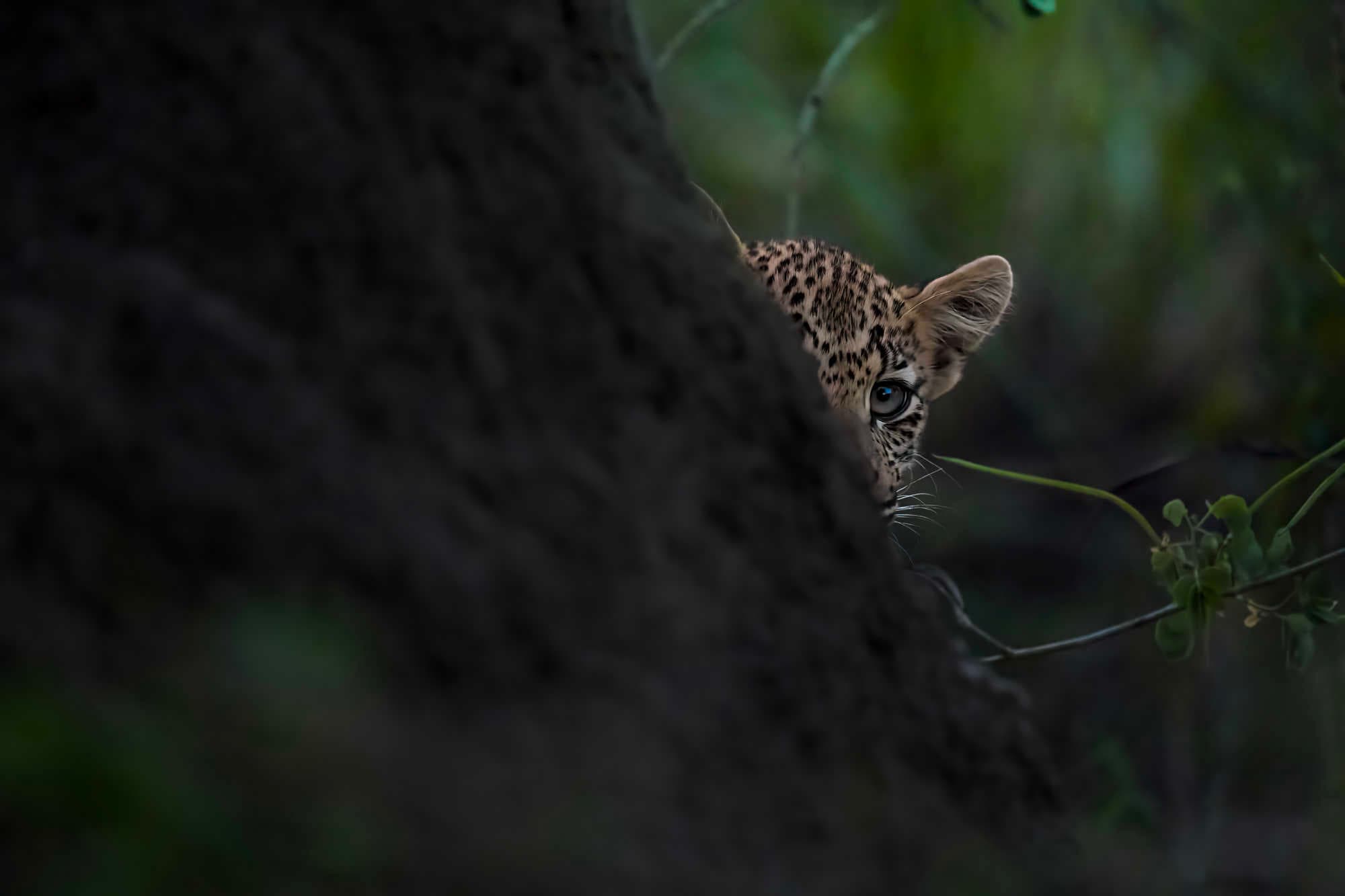 Luxury Safari: Tanzania Wildlife & Culture Photography Journey with Heike Hutmacher - 11 Day Journey by Still Waters Safaris