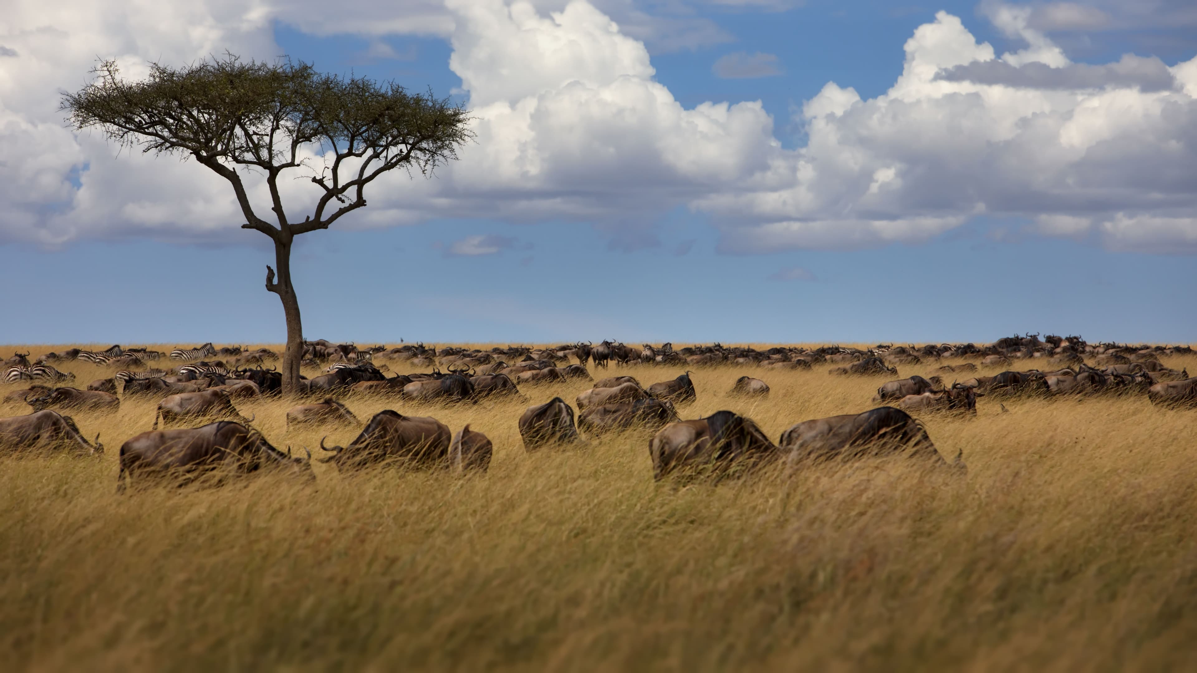 15-Day Adventure: From Wild Safaris to Cultural Treasures and Sun-Kiss